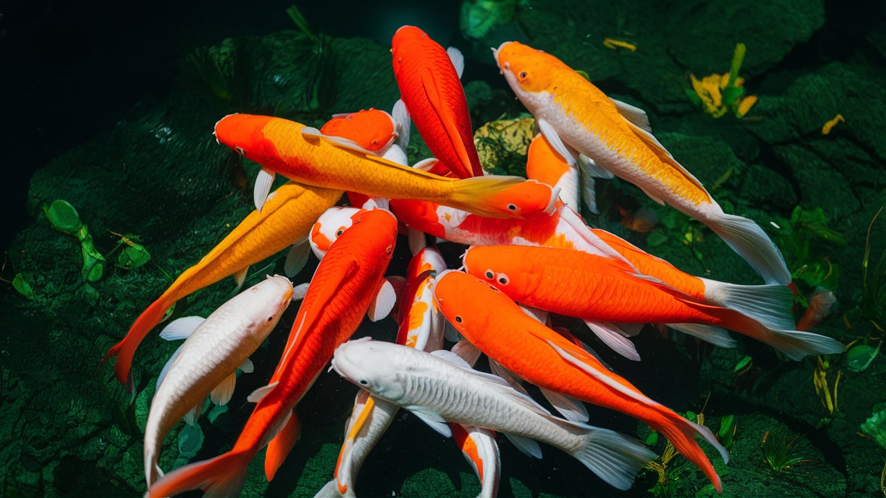 How Many Koi Per Gallon? A Guide For Your Pond Paradise